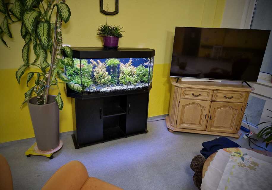 Ein 240l Aquarium muss für eine große Renovierung umziehen.