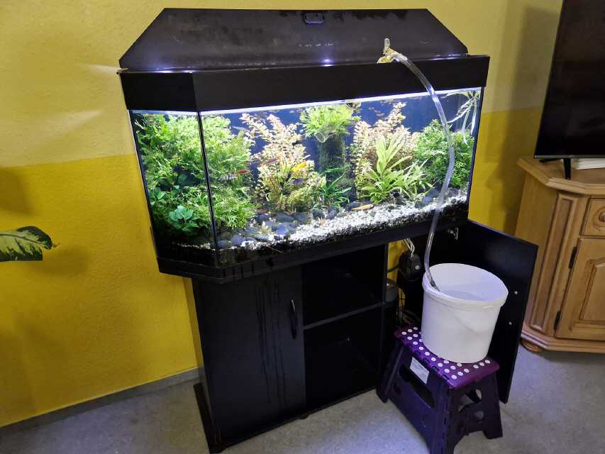 3/4 des Aquarienwassers wird abgelassen....