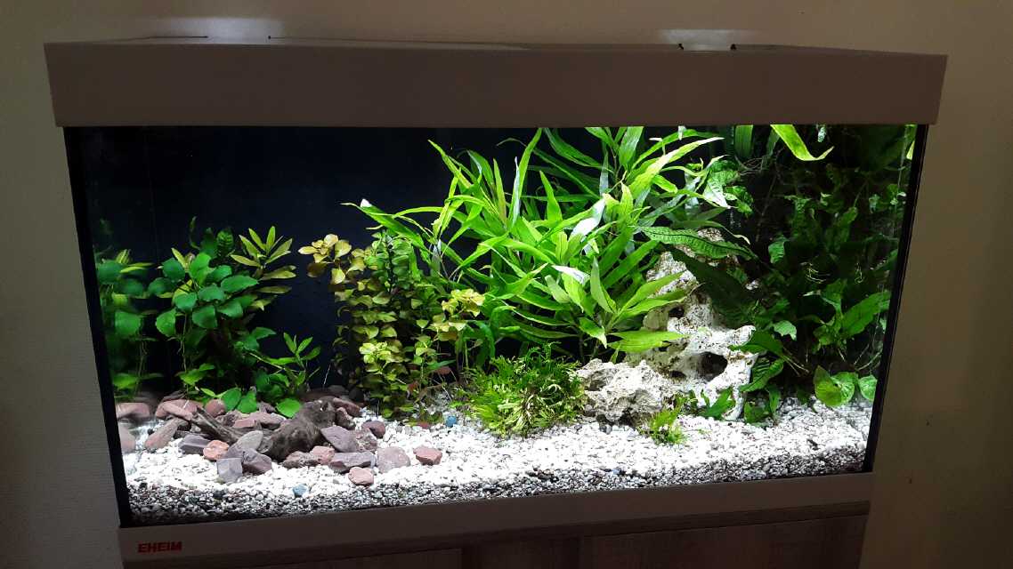 Ein 80cm Aquarium direkt nach der Einrichtung...